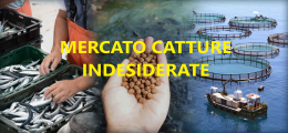 BMTI - Mercato Catture Indesiderate